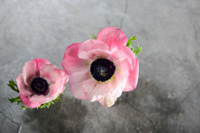 Two Pink Anemone Flowers On Gray Concrete Background
