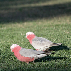 Wall Mural - Feeding australian pink birds