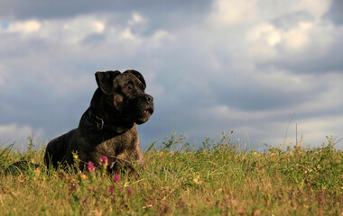 Beautiful purebred dog Cane Corso in nature