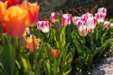Pink And Red Tulips In The Garden In The Garden. Beautiful Spring Flower Background. Soft Focus And Bright Lighting. Blurred Garden Background. A Flower Bed In Bright Sunlight. Macro, Copy Space