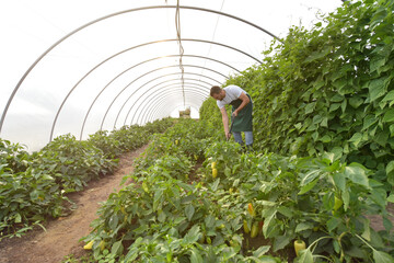 friendly worker in the greenhouse growing and harvesting vegetables in the greenhouse