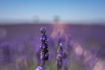 Lavender field in Provence, France