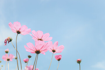 Wall Mural - Pink cosmos flower blooming cosmos flower field, beautiful vivid natural summer garden outdoor park image.