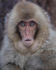 Wall Mural - surprised looking japanese macaque snow monkey headshot.