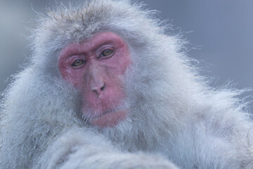 Wall Mural - chilled out snow monkey headshot.