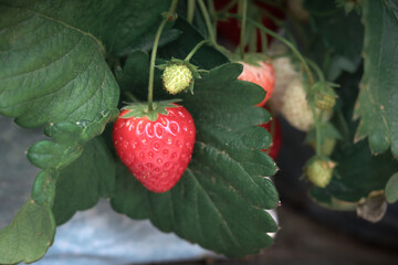 Sweet fresh red strawberries from farm, ripe strawberry fruit on the tree at berry plantation,  organic fruit plant at field.