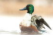 Northern shoveler (Spatula clypeata), with the beautiful blue coloured water surface. Beautiful duck with green feathers from the river in the morning mist. Wildlife scene from nature, Czech Republic
