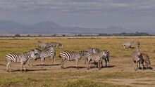A Herd Of Wild Zebras Grazes On The Yellow Grass Of The Savannah. Trees, Silhouettes Of Mountains Are Visible In The Distance. Clouds In The Sky. Kenya. Amboseli Park.