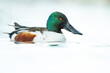 Northern shoveler (Spatula clypeata), with the beautiful blue coloured water surface. Beautiful duck with green feathers from the river in the morning mist. Wildlife scene from nature, Czech Republic