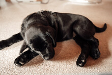 Photo Of A Black Dog On A Carpet