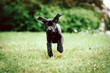 © wideeyes - photo of a black Labrador running in the park