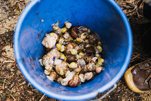 Catching Snails In The Garden In A Blue Pot