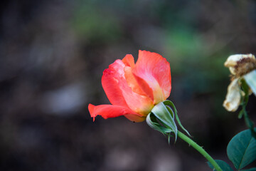 Close up rose flowers in garden.