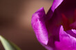 Tulipan fioletowy bukiet