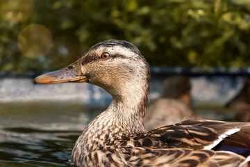 Wall Mural - Close up of a duck mallard in the water