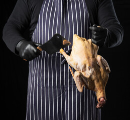 Wall Mural - man chef in a striped blue apron and black clothes stands on a black background and holds a duck