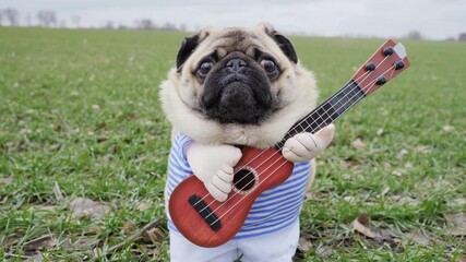 Wall Mural - Portrait of cute funny pug dog playing on guitar in green field, dressed in costume like farmer