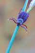  the tick sits on a stem of tall grass, waiting for its prey, actively waving its legs to catch 