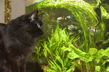 Wall Mural - Black cat watching looking at aquarium fish.