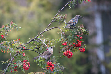 Wall Mural - Common starling and fieldfare sits on a rowan branch. There are many bunch ripe red berries on the tree. Wild birds on autumn nature.