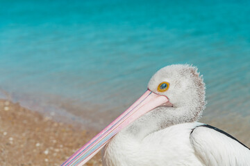 Wall Mural - Portrait of wild Australian pelican (Pelecanus conspicillatus) standing on the shore of a beach. Monkey Mia, Western Australia. Close up