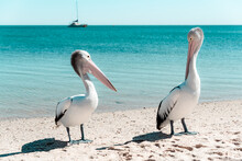 Wild Australian Pelicans Resting On The Shore Of A Sandy Beach With Turquoise Waters Of The Indian Ocean In The Background. Moneky Mia, Western Australia