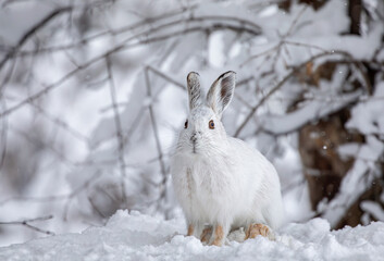 Wall Mural - White snowshoe hare or Varying hare closeup in winter in Canada