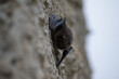 Bat. A small bat hanging on the wall.