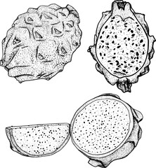 Vector hand drawn set of pitaya. Dragon fruit illustration. Delicious tropical vegetarian objects. Use for restaurant, menu, smoothie bowl, market, store, party decoration, meal