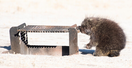 Wall Mural - Porcupines