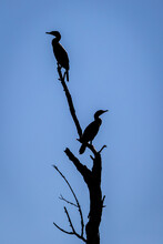 Silhouette Cormorant Bird In A Tree