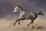 Fototapeta Konie - Grey arabian horse run gallop in sandy dust