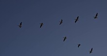 Single Birds Flies South For Winter In Silhouette In Evening Beautiful Outdoor Nature Action Scene