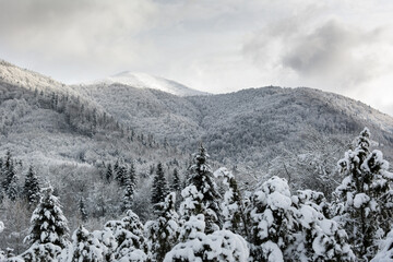 Winter forest. Coniferous and deciduous trees are covered with snow. The sky is gray or blue. Landscape and nature far from civilization. There is no one around. Cold. Mountains in winter.