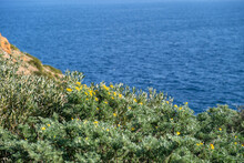 Mediterranean Flora, Rocky Cliffs, Blue Sea Background