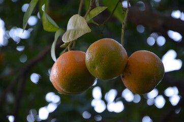 Unripe oranges on the orange tree. Raw oranges hanging from the branch.