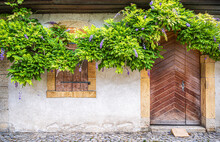 Facade Of An Old Medieval House With Creeping Wisteria On It