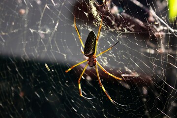 spider on the web