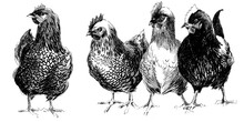 Chicken Hand Drawn Sketch. Domestic Bird. Poultry Farm