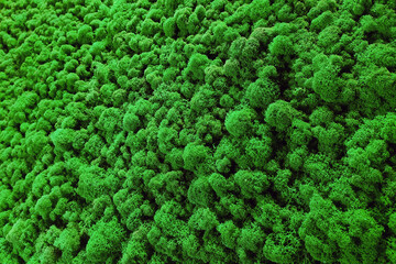 green stabilized moss for decoration and design