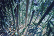 very nice bambu forest near my house