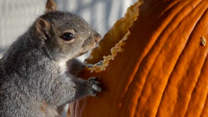 cute squirrel eating a pumpkin