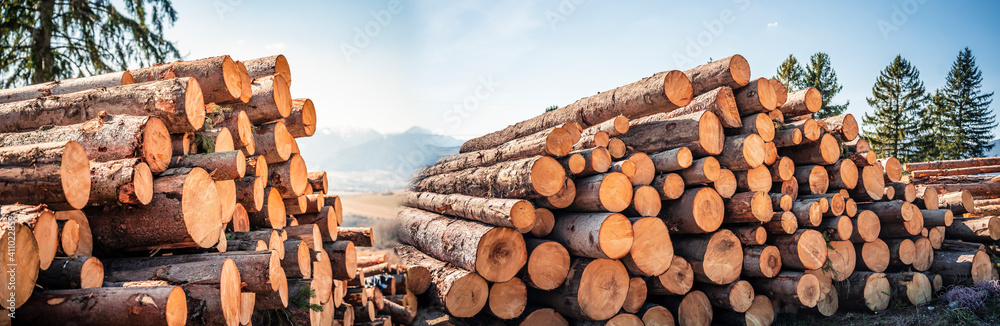 Log spruce trunks pile. Sawn trees from the forest. Logging timber wood industry. Cut trees along a road prepared for removal. Panorama - obrazy, fototapety, plakaty 