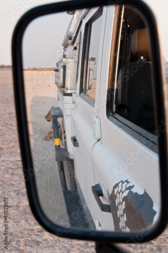 Reflection Of Lion On Side-view Mirror