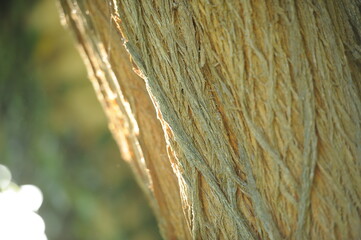 Wall Mural - Elm. Tree scotch in detail in a beautiful spring. Photo during the day.