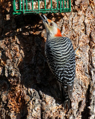 Sticker - Red-Bellied Woodpecker