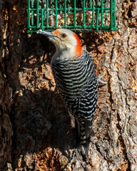 Sticker - Red-Bellied Woodpecker