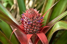 Young Red Pineapple Grows In The Philippines