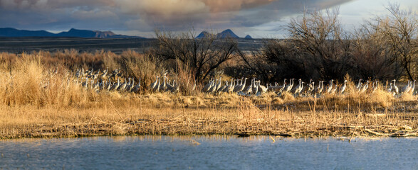 Wall Mural - Sandhill Cranes Heading for the Water as the Sun Sets Bernardo Waterfowl Area New Mexico USA