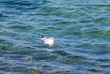 Mediterranean Seagull Swimming Alone On The Blue Turquoise Beautiful Water, Close Up View, Daytime, Without People